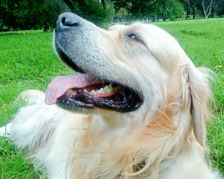 Joy - My, Golden retriever, Good boy, Dog, Friend, Longpost, Negative