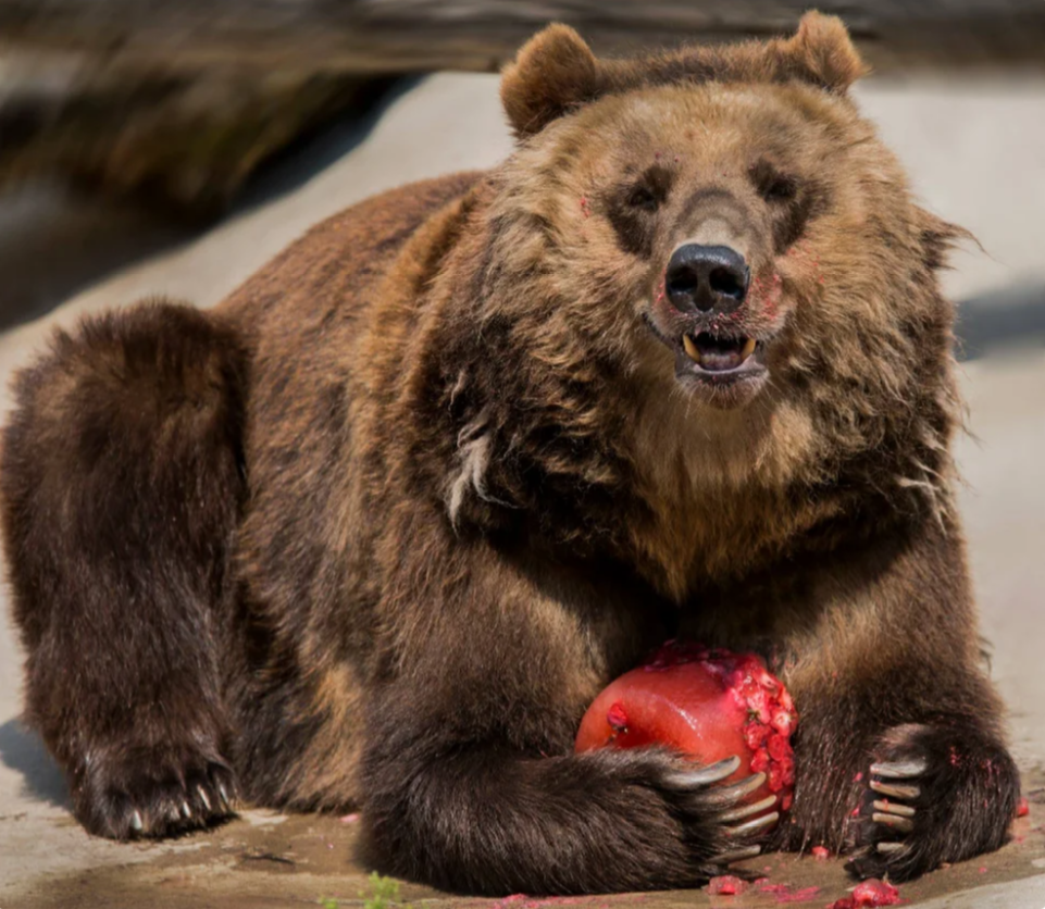 Zoo guides: protecting children's fingers - My, Longpost, Animals, Moscow Zoo, Excursion, Children