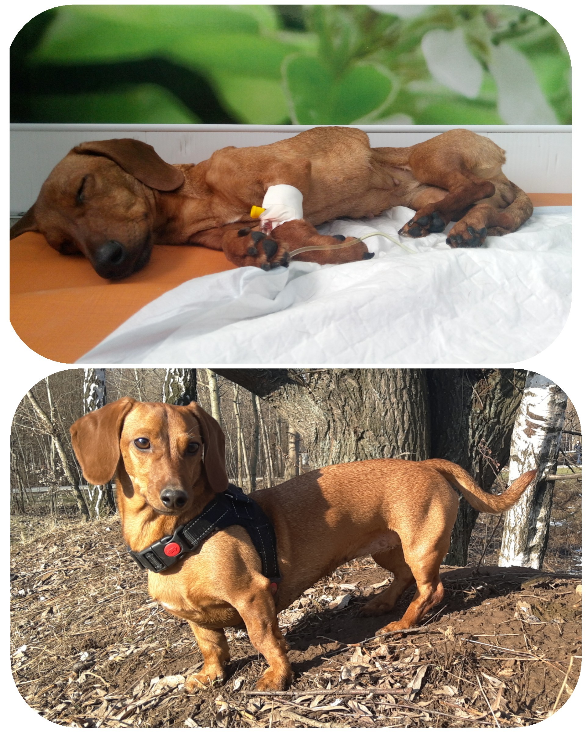 Was/became - My, Dog, Dachshund, Animal Rescue, The rescue, Second Life