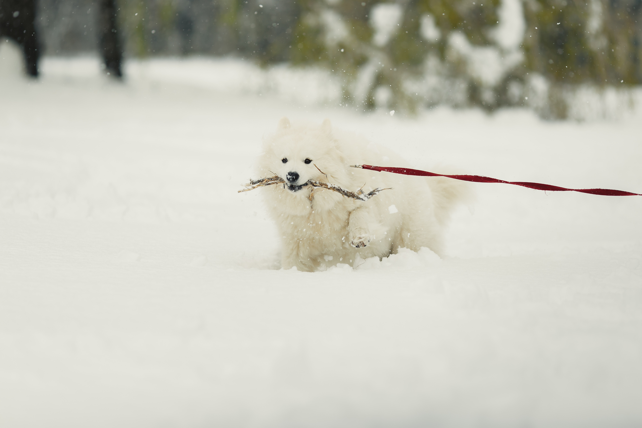 Walk. April 20, 2017 - My, Snow, April, Dog, Walk, Longpost