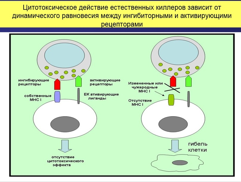 Immunity (part 3). Natural killers or what to do if you forgot your MHC I at home - Cat_cat, Immunity, Cell, Biology, Bacteria, Longpost