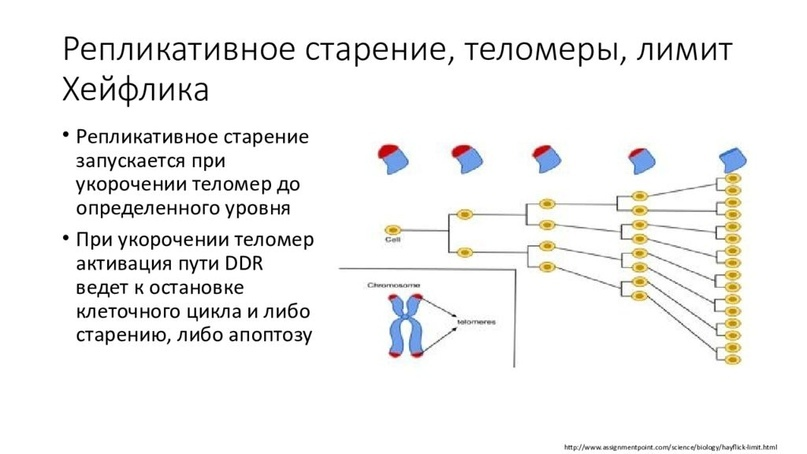 Immunity (part 3). Natural killers or what to do if you forgot your MHC I at home - Cat_cat, Immunity, Cell, Biology, Bacteria, Longpost