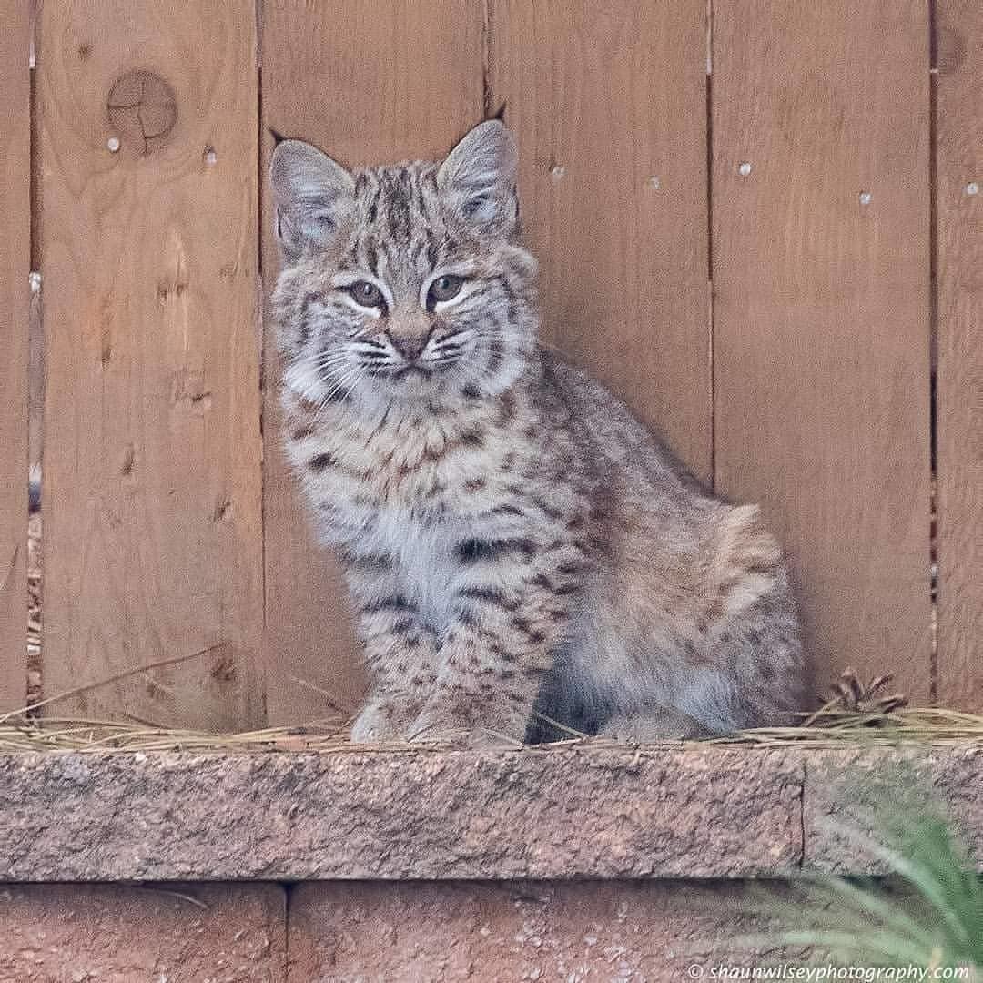 Котята рыси - Кот, Рысь, Фотография, Животные, Котята, Длиннопост