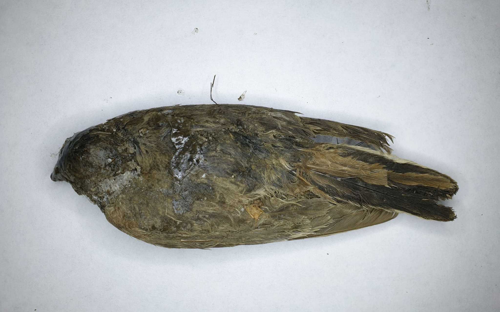 An ancient frozen bird 46 thousand years old was found in Siberia - Paleontology, Find, Birds, Longpost