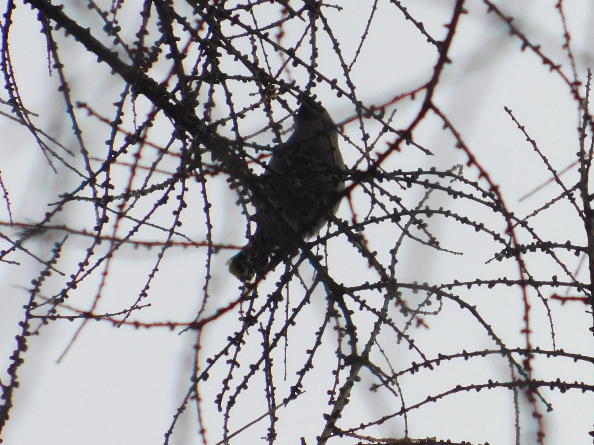 Waxwings in the Central Park of Culture and Culture. 02/23/2020 - My, Waxwing, Bird watching, Cpcchio, Saint Petersburg, Ornithology, Birds, Larch, Longpost