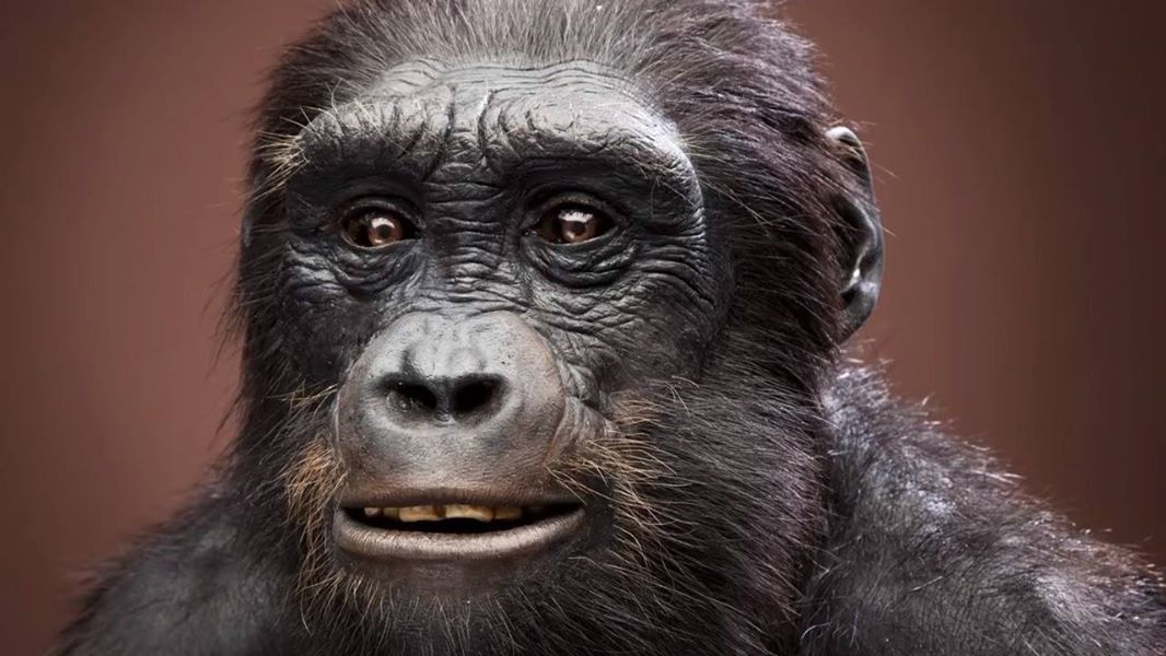 Intelligence. How did a person grow a brain, and not claws, teeth or hooves? (Part two. An ode to australopithecines) - My, The science, Evolution, Biology, People, Monkey, Facts, Brain, GIF, Longpost