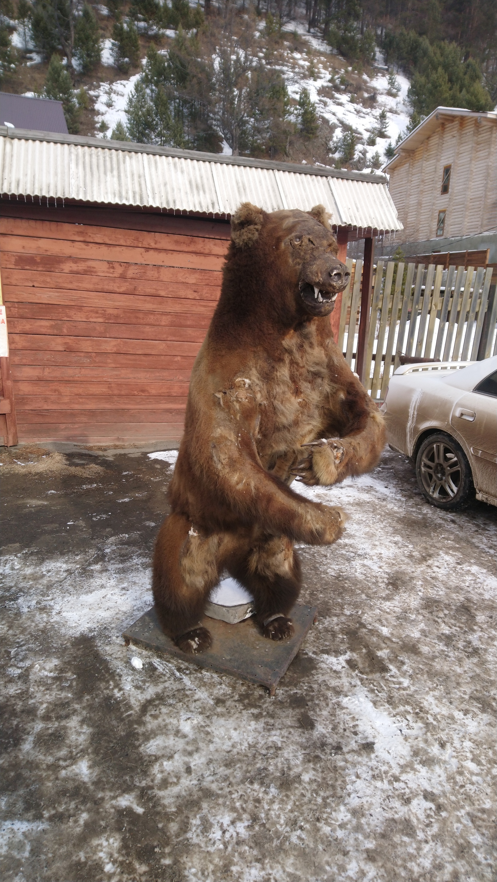 Live bear - My, Listvyanka, Baikal, The Bears, Scarecrow