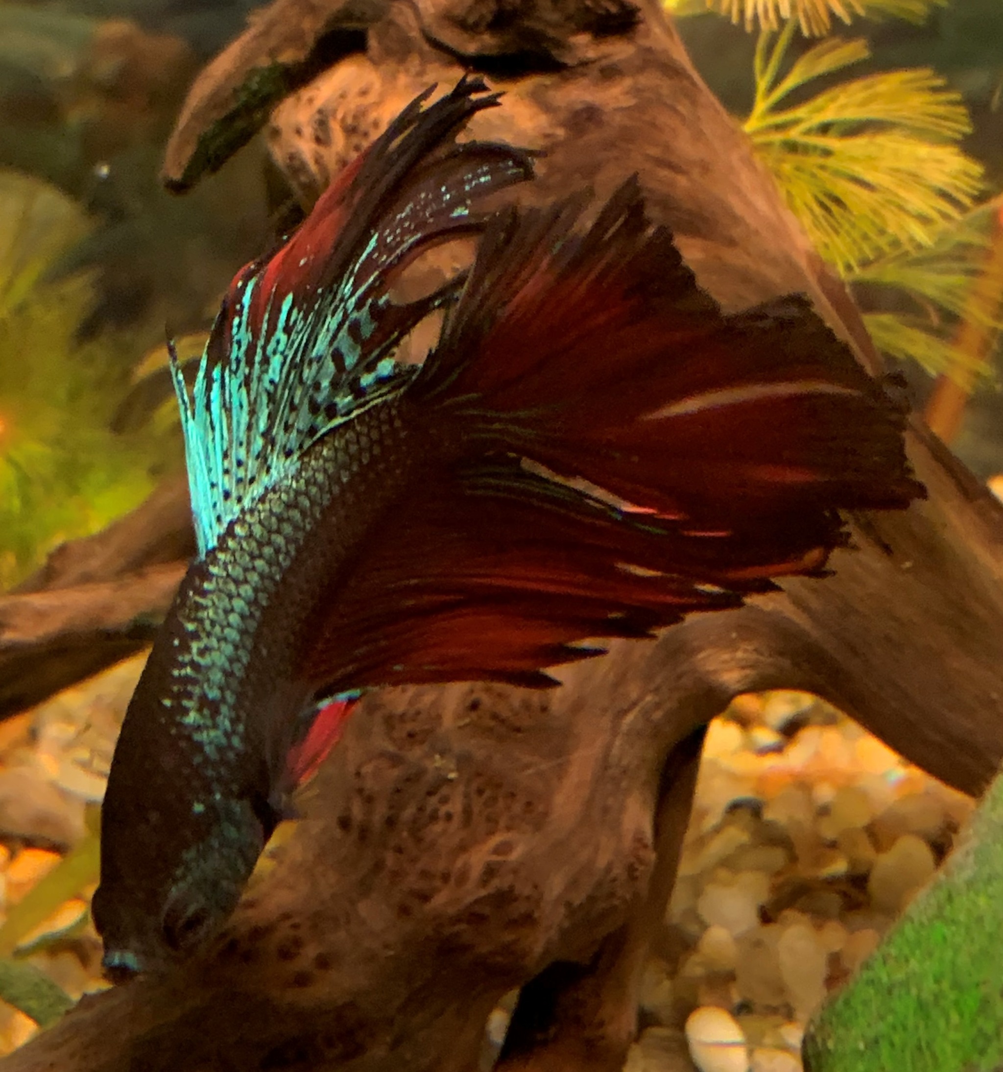 Petya the cockerel - My, Cockerel fish, Betta splendens, Longpost