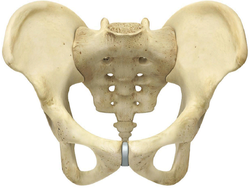 Intelligence. How did a person grow a brain, and not claws, teeth or hooves? (Part two. An ode to australopithecines) - My, The science, Evolution, Biology, People, Monkey, Facts, Brain, GIF, Longpost