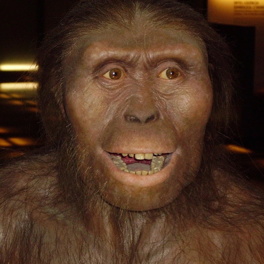 Intelligence. How did a person grow a brain, and not claws, teeth or hooves? (Part two. An ode to australopithecines) - My, The science, Evolution, Biology, People, Monkey, Facts, Brain, GIF, Longpost