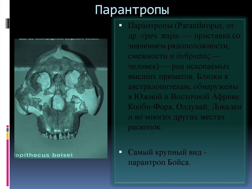 Intelligence. How did a person grow a brain, and not claws, teeth or hooves? (Part two. An ode to australopithecines) - My, The science, Evolution, Biology, People, Monkey, Facts, Brain, GIF, Longpost