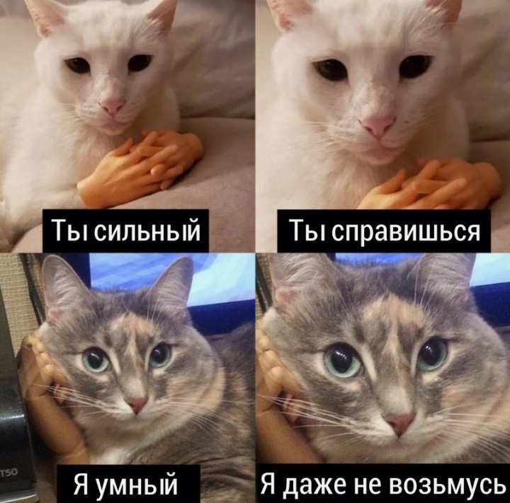 Ты справишься - Кот, Котомафия, Юмор