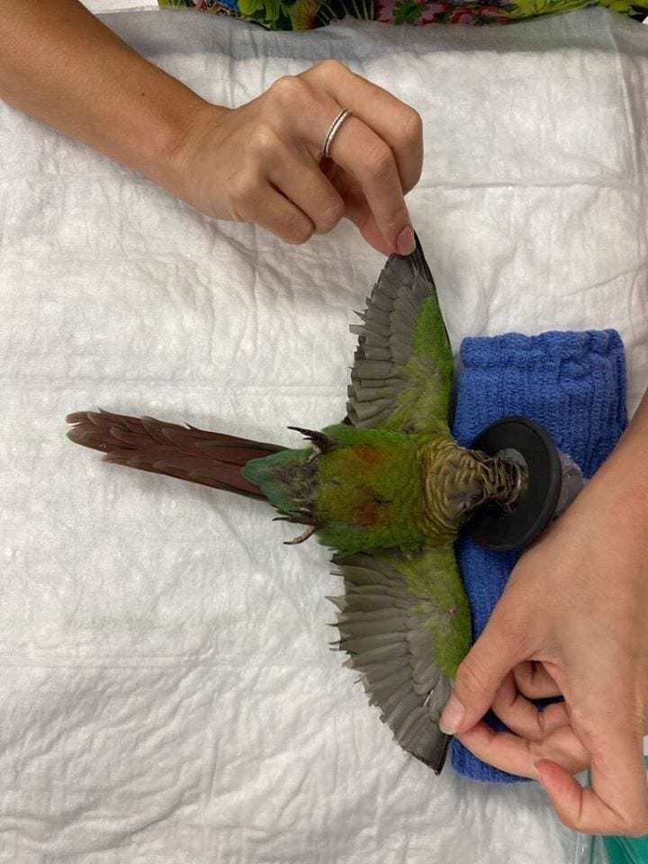 The parrot's wings were cut off, but veterinarians were able to attach new ones. Now the bird can fly again! - A parrot, Birds, Wings, Australia, Vet, Longpost