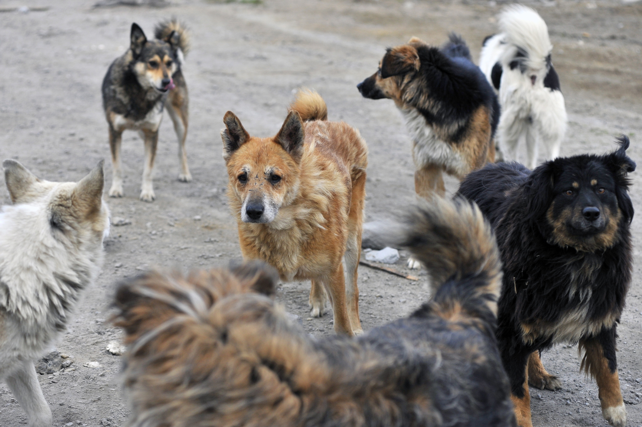 An official from Krasnoyarsk was placed under house arrest due to a fatal dog attack on a woman. - My, Negative, Krasnoyarsk, House arrest, Officials, Court, Dog, Stray dogs, news