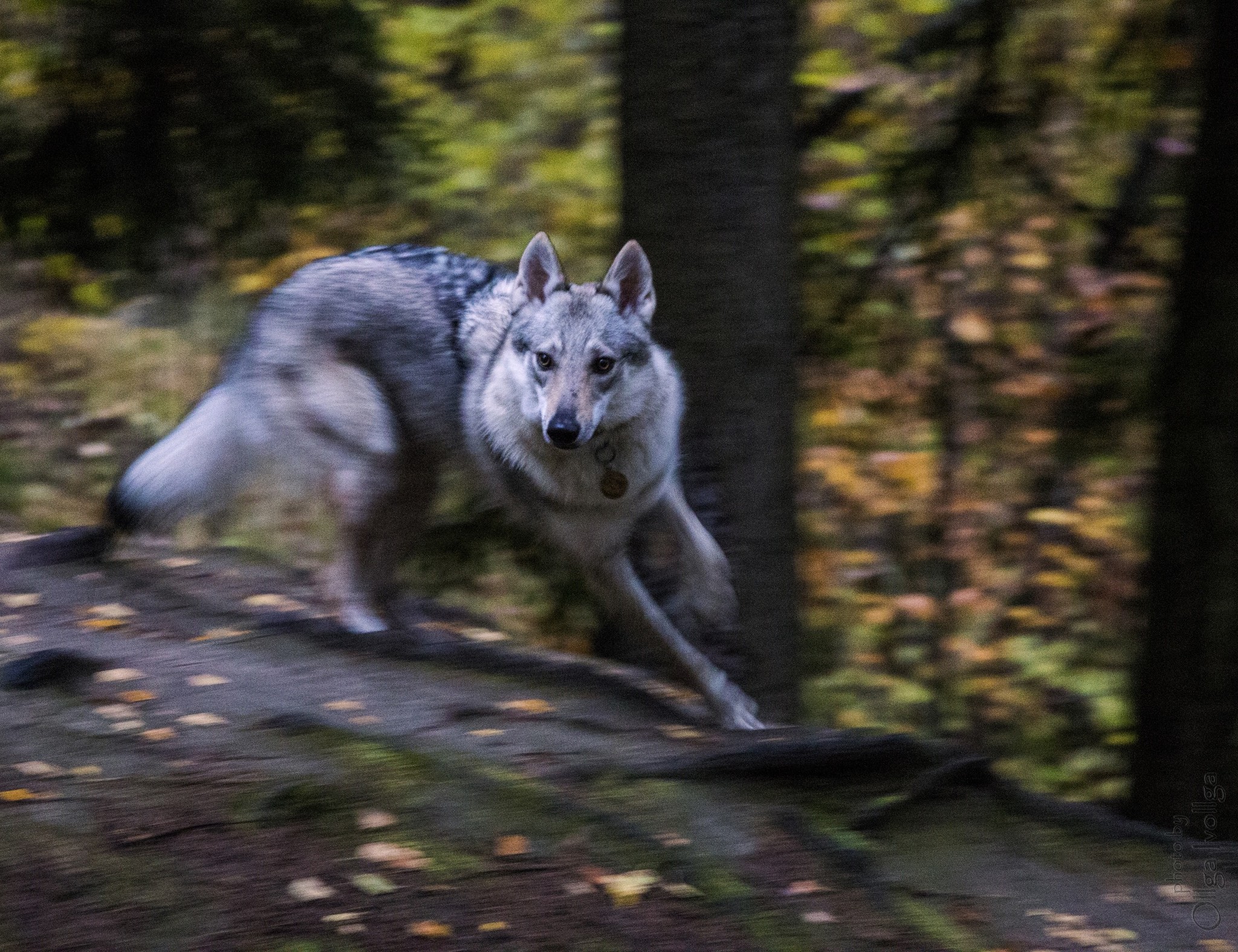 When your hand trembles successfully - My, Dog, The photo, Autumn, Czechoslovak Vlcak