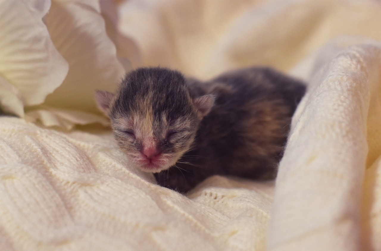 The first hours of a new life - My, cat, Catomafia, Kittens, Pets, Childbirth, Milota, The photo, Pet, Video, Longpost