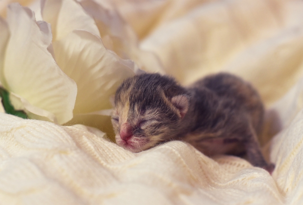 The first hours of a new life - My, cat, Catomafia, Kittens, Pets, Childbirth, Milota, The photo, Pet, Video, Longpost