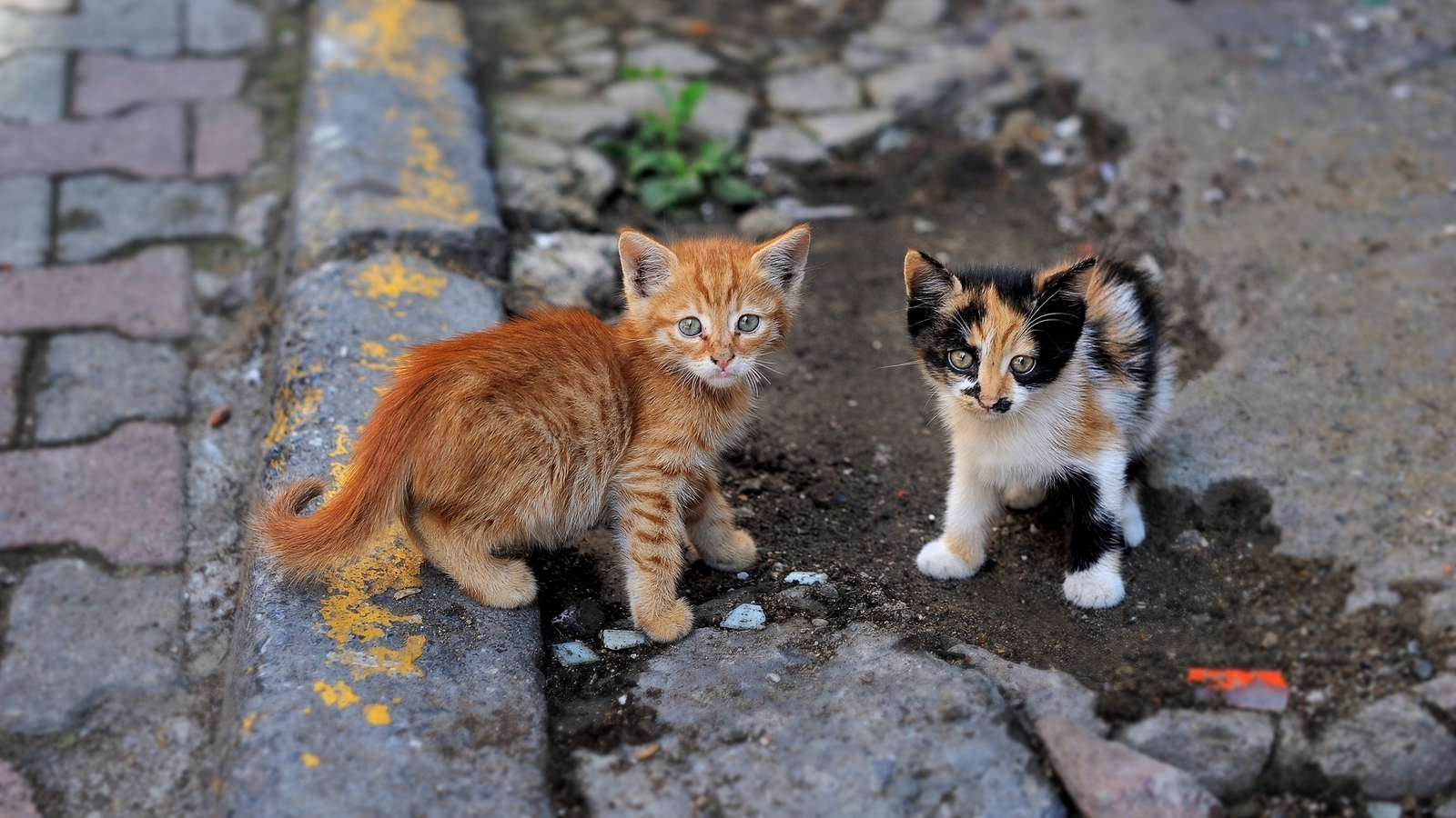 Кошка, которая заслуживала счастья | Пикабу