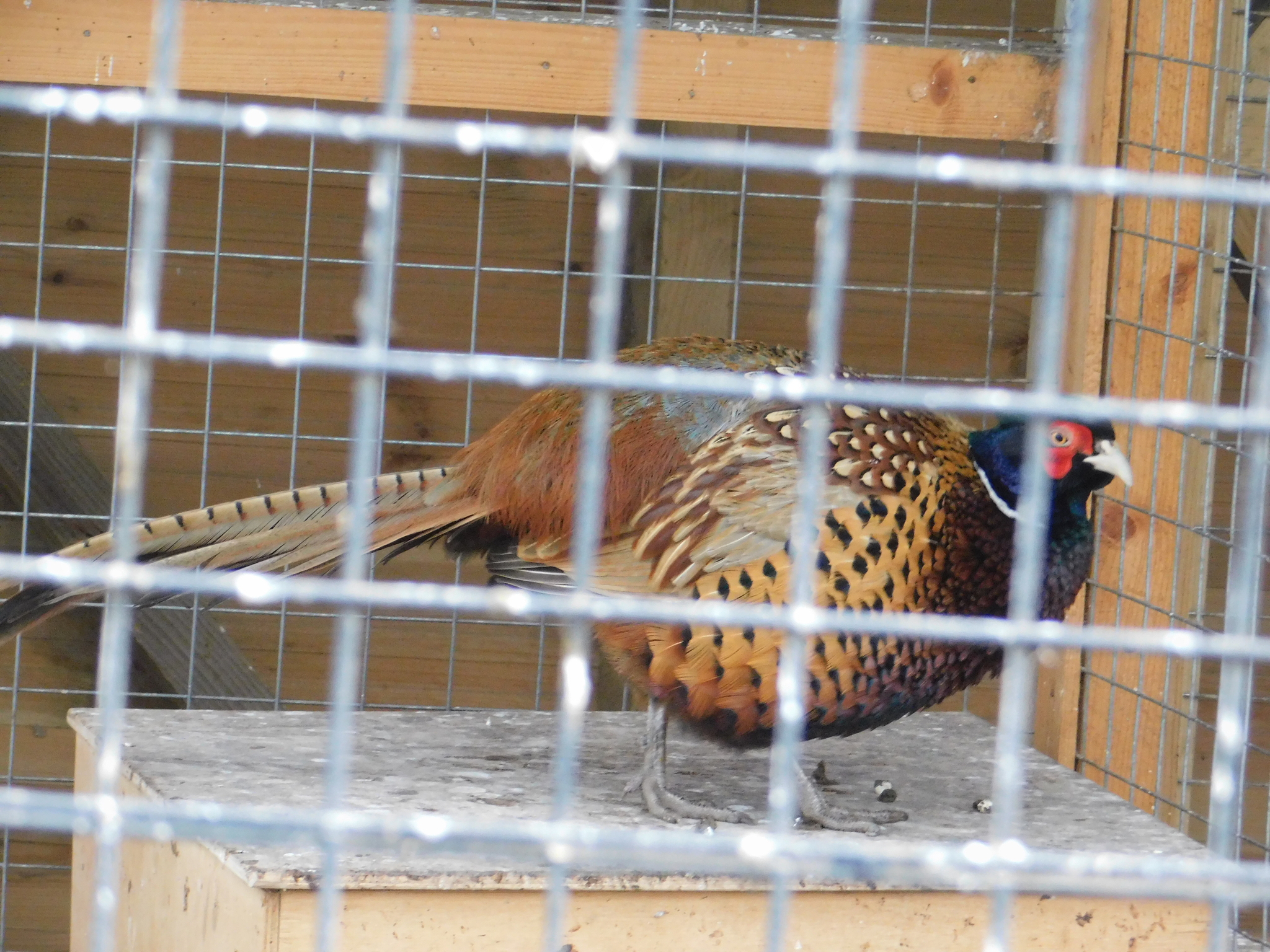 Minizoo in the Central Park of Culture and Culture. 02/23/2020 - My, Pheasant, Golden pheasant, Zoo, Cpcchio, Saint Petersburg, Longpost