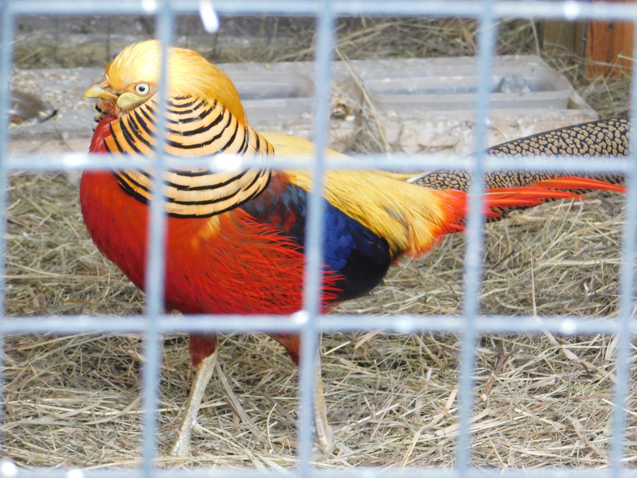 Minizoo in the Central Park of Culture and Culture. 02/23/2020 - My, Pheasant, Golden pheasant, Zoo, Cpcchio, Saint Petersburg, Longpost