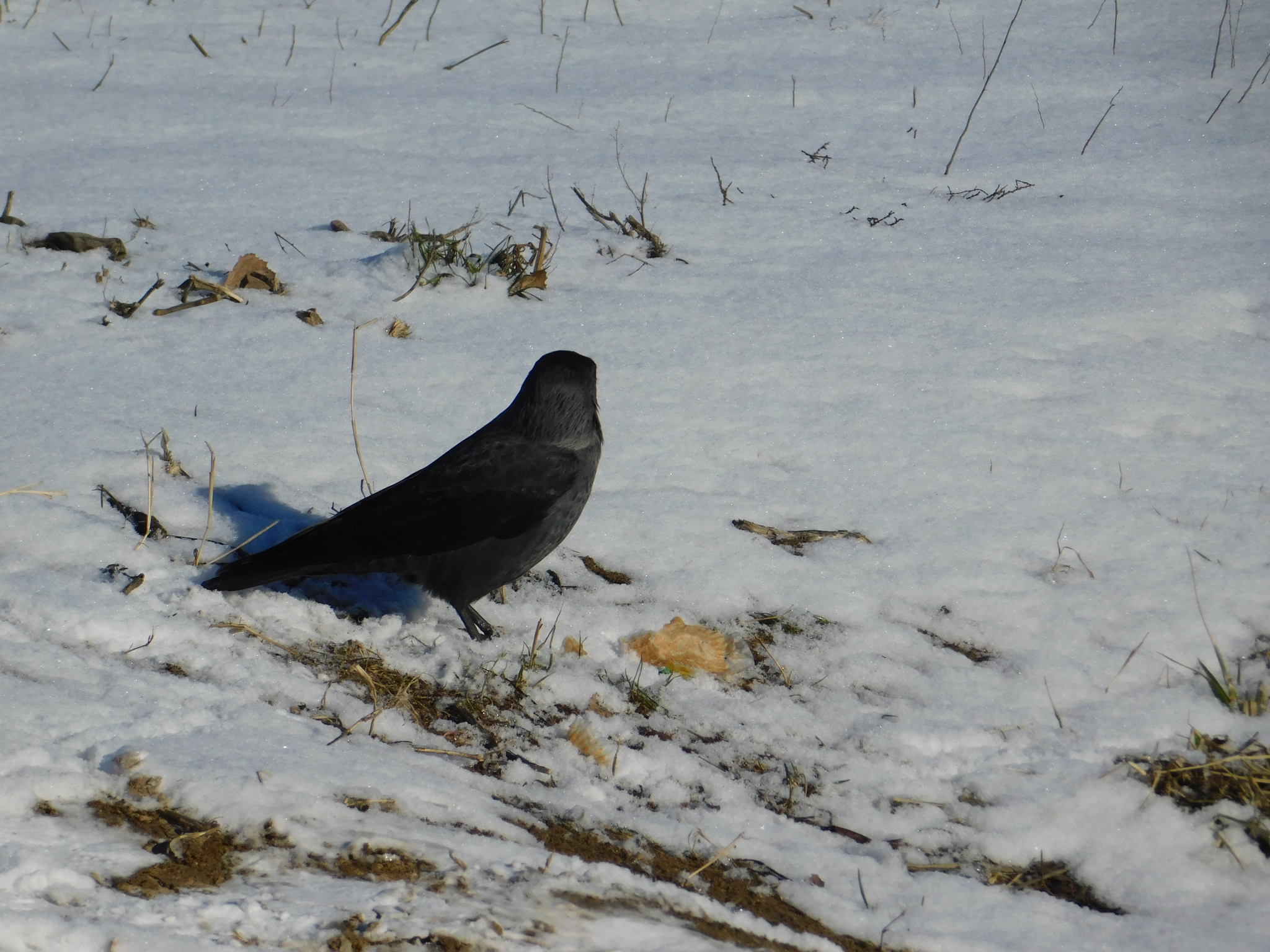 Jackdaw. Old village. 02/29/2020 - My, Jackdaw, Saint Petersburg, Cemetery, Bird watching, Ornithology, Birds, Longpost