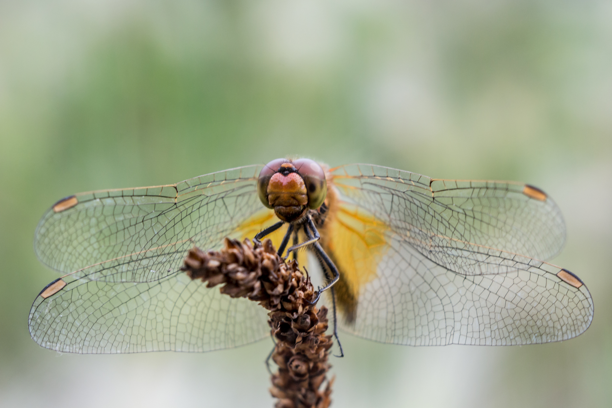 Dragonfly. Macro photo - My, Macro photography, Macro rings, Dragonfly, The photo, Soviet optics, Longpost