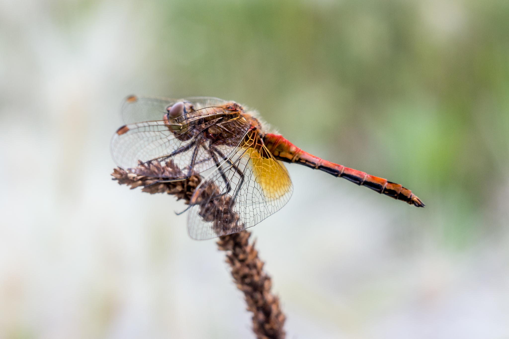 Dragonfly. Macro photo - My, Macro photography, Macro rings, Dragonfly, The photo, Soviet optics, Longpost