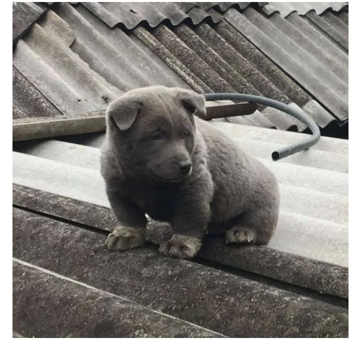 Catdog exists! He lives in Vietnam, and it’s impossible not to fall in love with him: 11 photos of an adorable baby - Vietnam, Animals, Pets, Accordion, Longpost, Dog