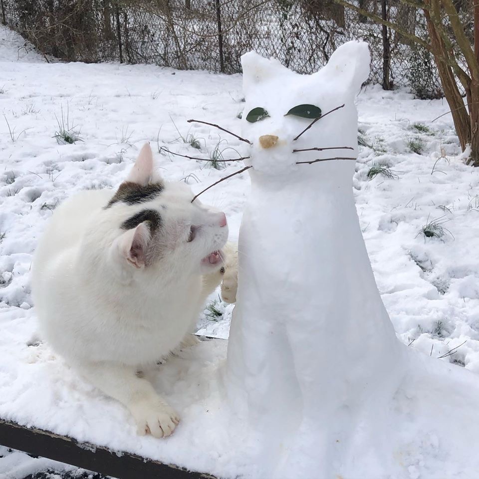 A Brief History of a Snowman - cat, Catomafia, snowman, Longpost