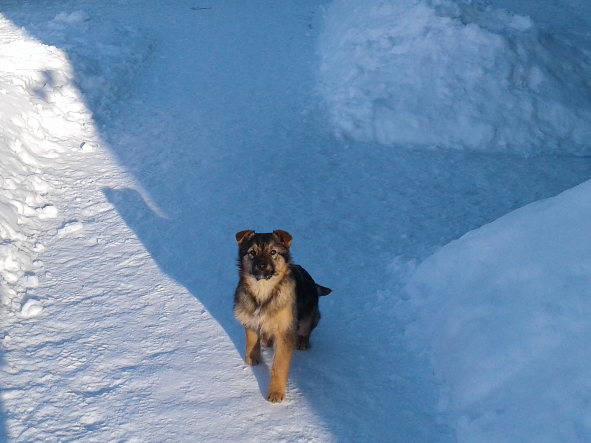 A little frosty freshness - My, Nature, Puppies, Longpost