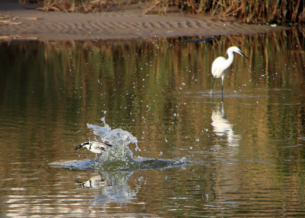 Kingfisher and all-all-all - My, The photo, Birds, Longpost