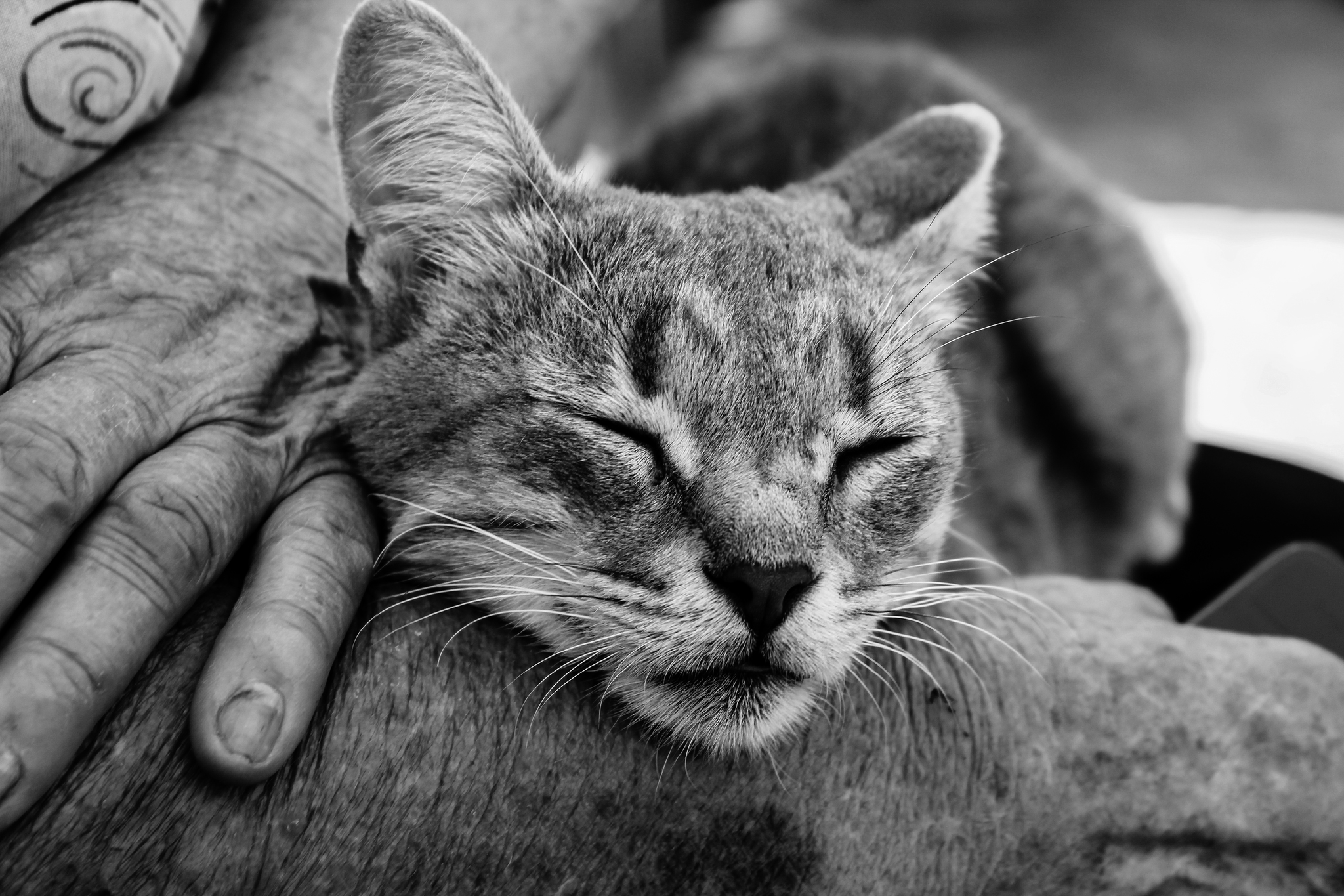 The warmth of beloved hands - My, cat, Tenderness, Pets