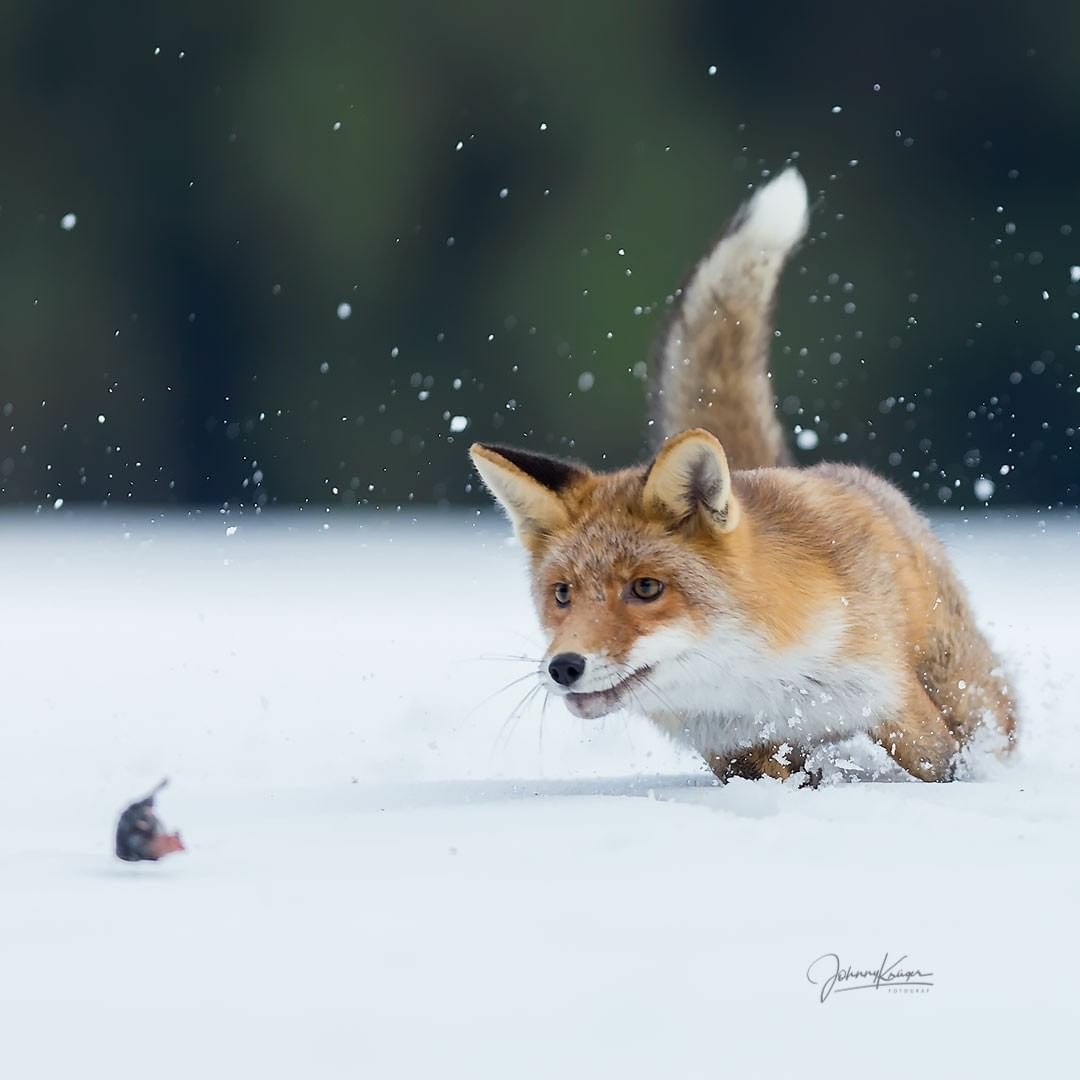 The red-haired hunter is trying to catch his prey! - Animals, Fox, Mouse-bending, The photo, Snow, Nature