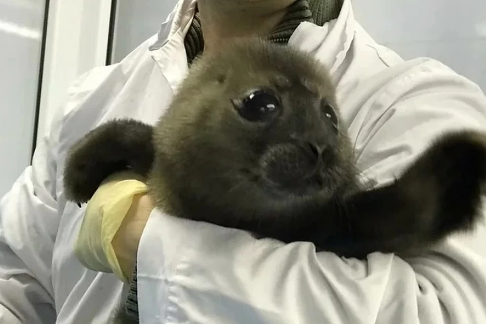 A lonely drifting seal attacked by crows was rescued on the Neva - Society, Wild animals, Seal, Animal Rescue, Saint Petersburg, Neva, TVNZ, Video, Longpost, news