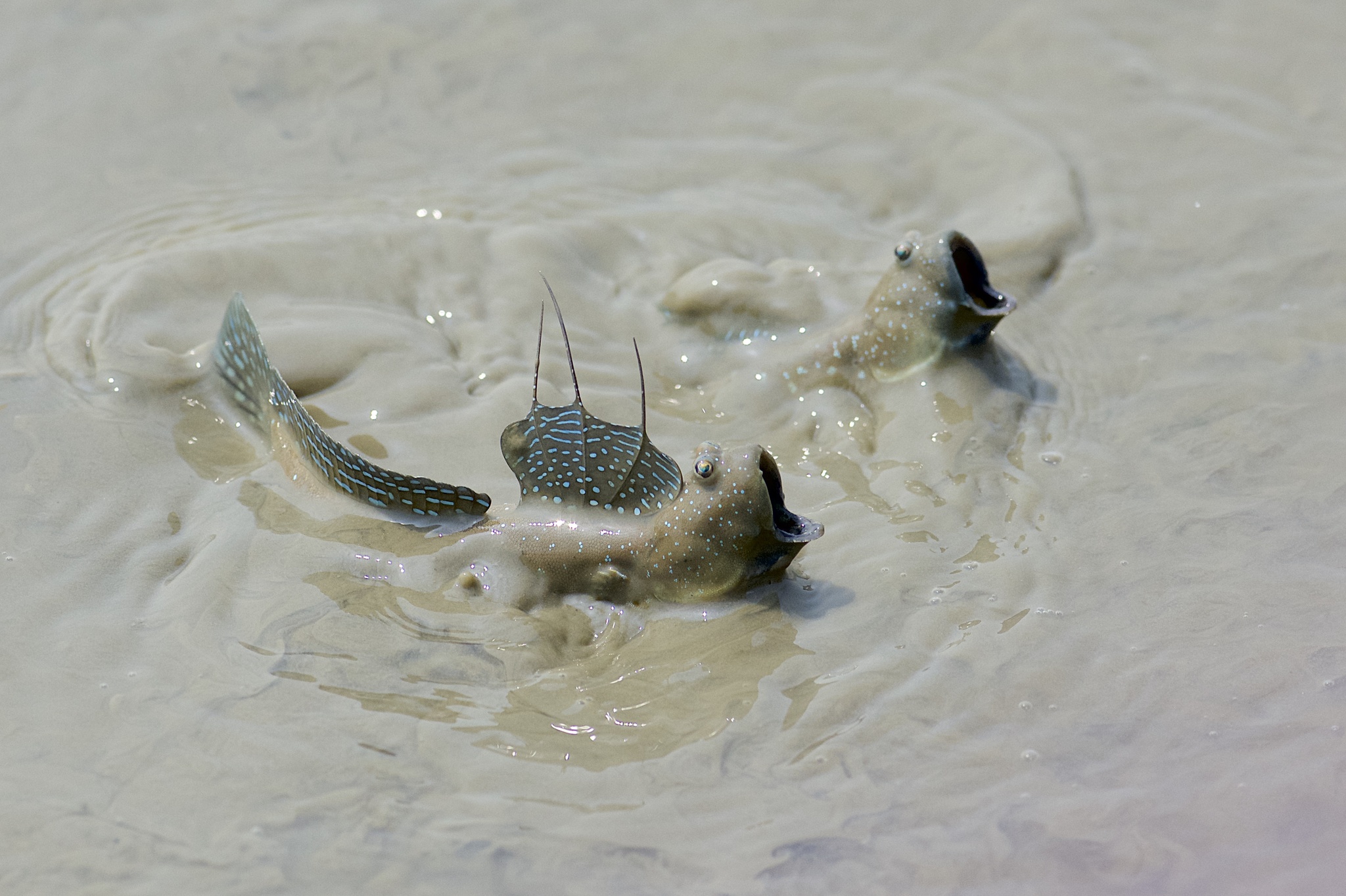 Mudskippers - Nature, The photo, From the network, Mudskipper, Longpost