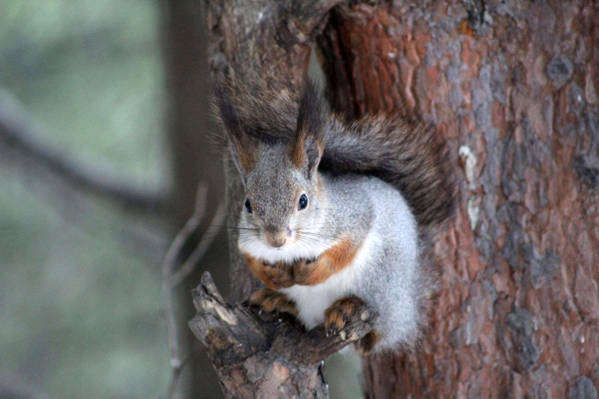 Walk in the woods - My, Canon 1300d, Squirrel, Duck, Birds, The photo, Longpost