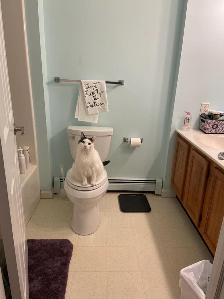 They told you it's busy - cat, Catomafia, Toilet