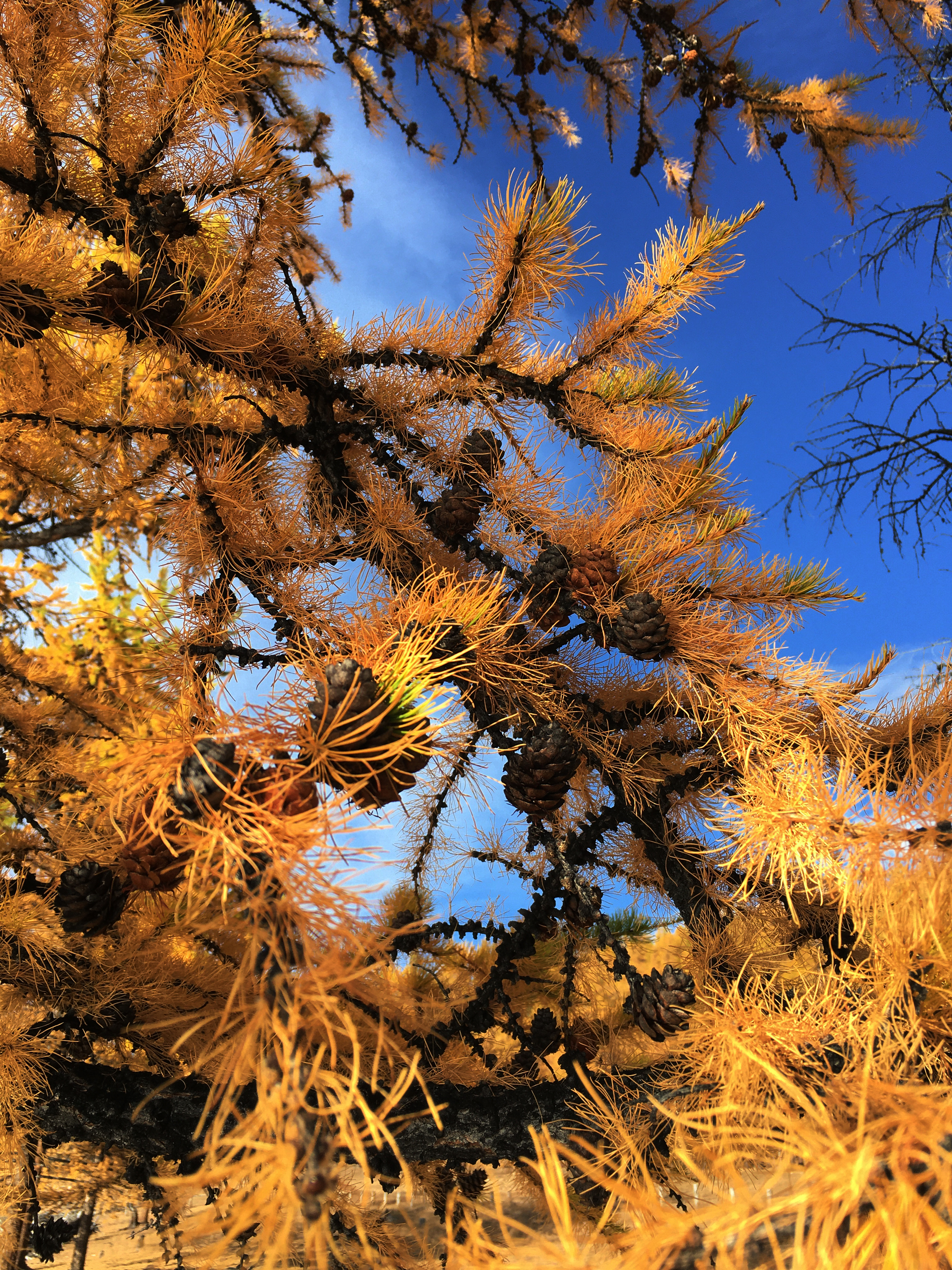 Autumn Mongolia - My, Mongolia, Nature, Khubsugul, Privacy, Relaxation, Longpost