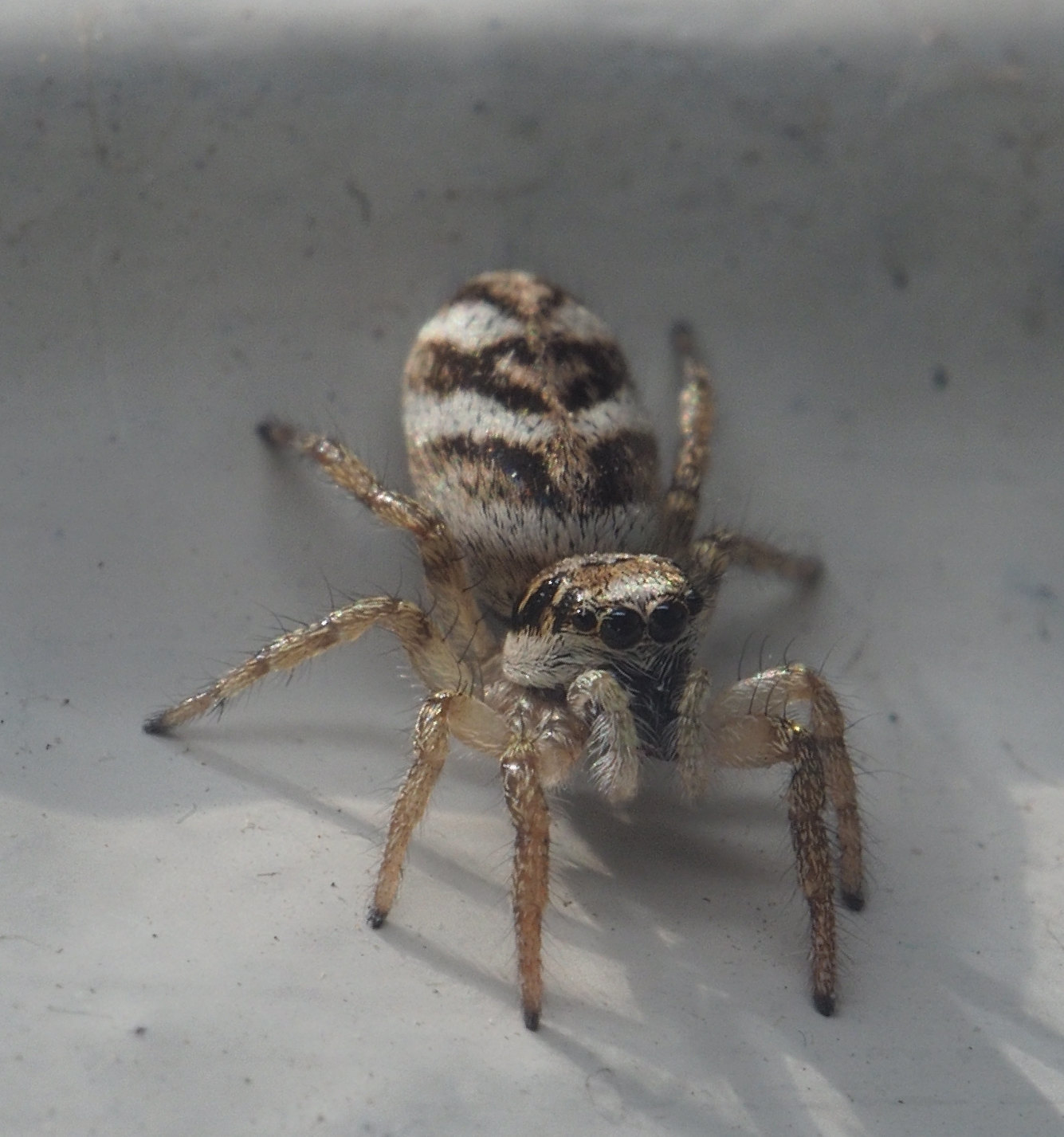 Spider - My, Macro photography, Spider, The photo, Macro, Olympus, Industar, Macrolensa, Longpost, Jumping spider