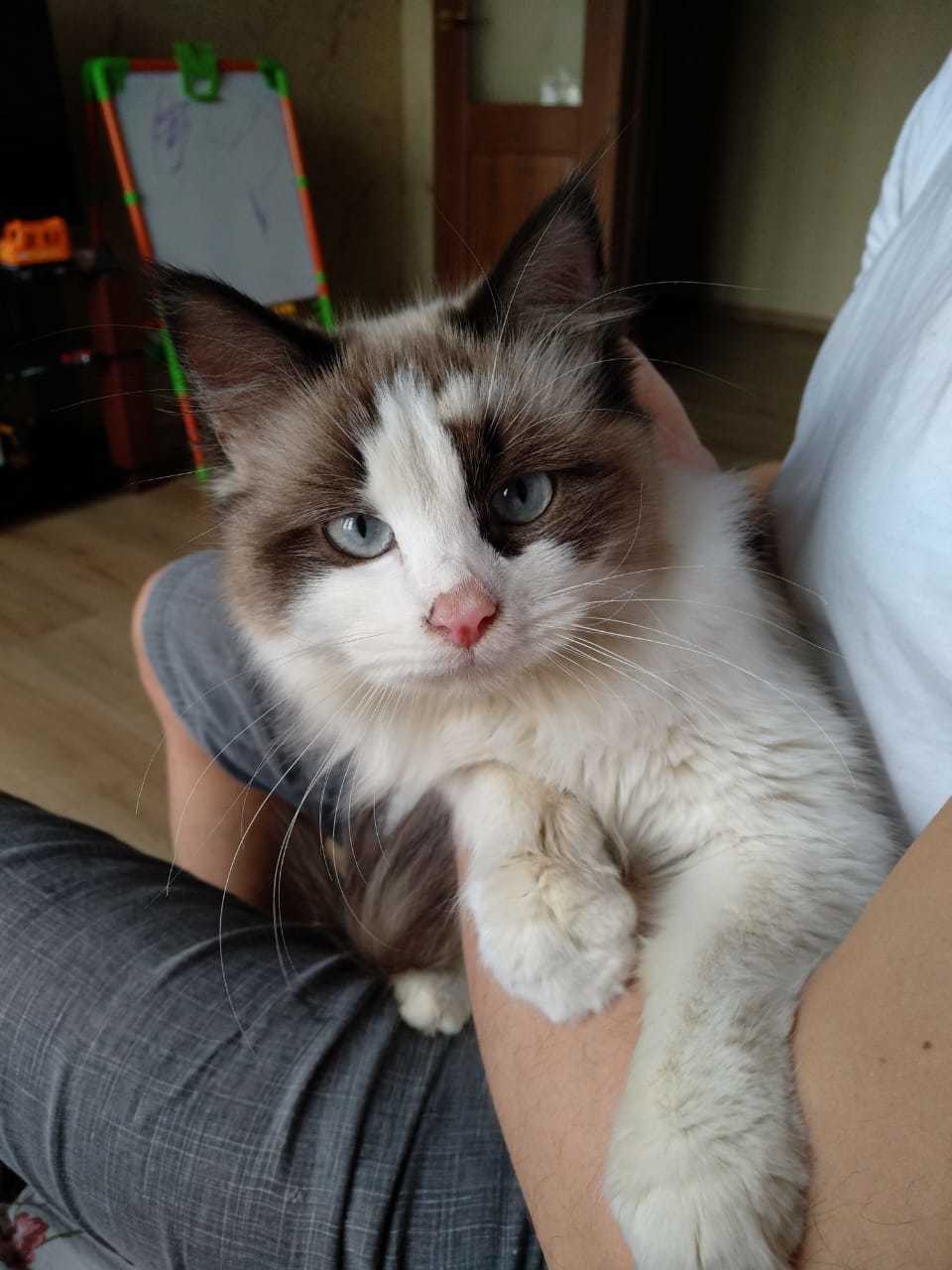 Waif is looking for a home (Moscow) - Lost, cat, In good hands, Pets, Help, Longpost, Moscow, No rating