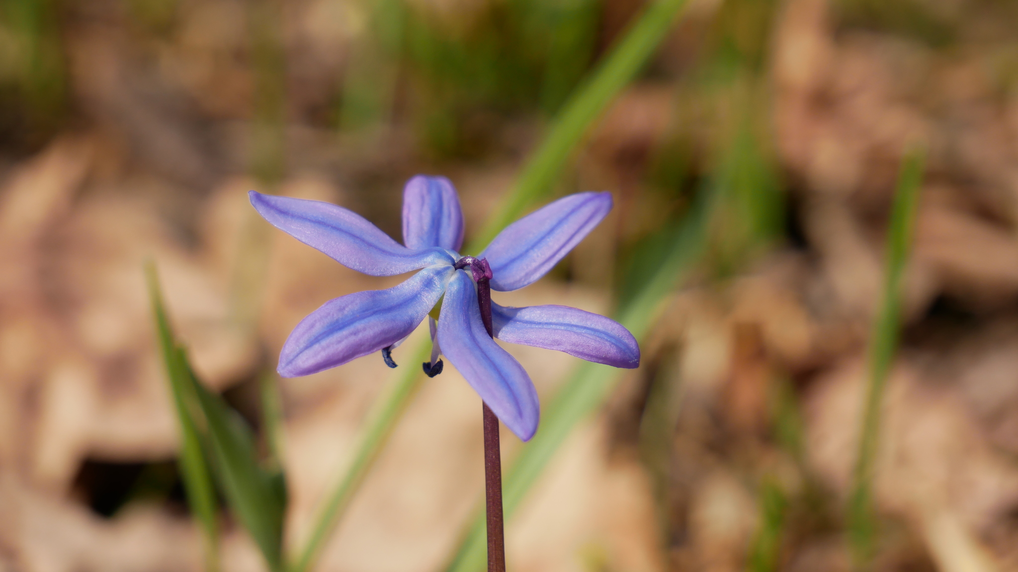 Looking for spring - My, Flowers, Pokatushki, Moto, Mood, Longpost