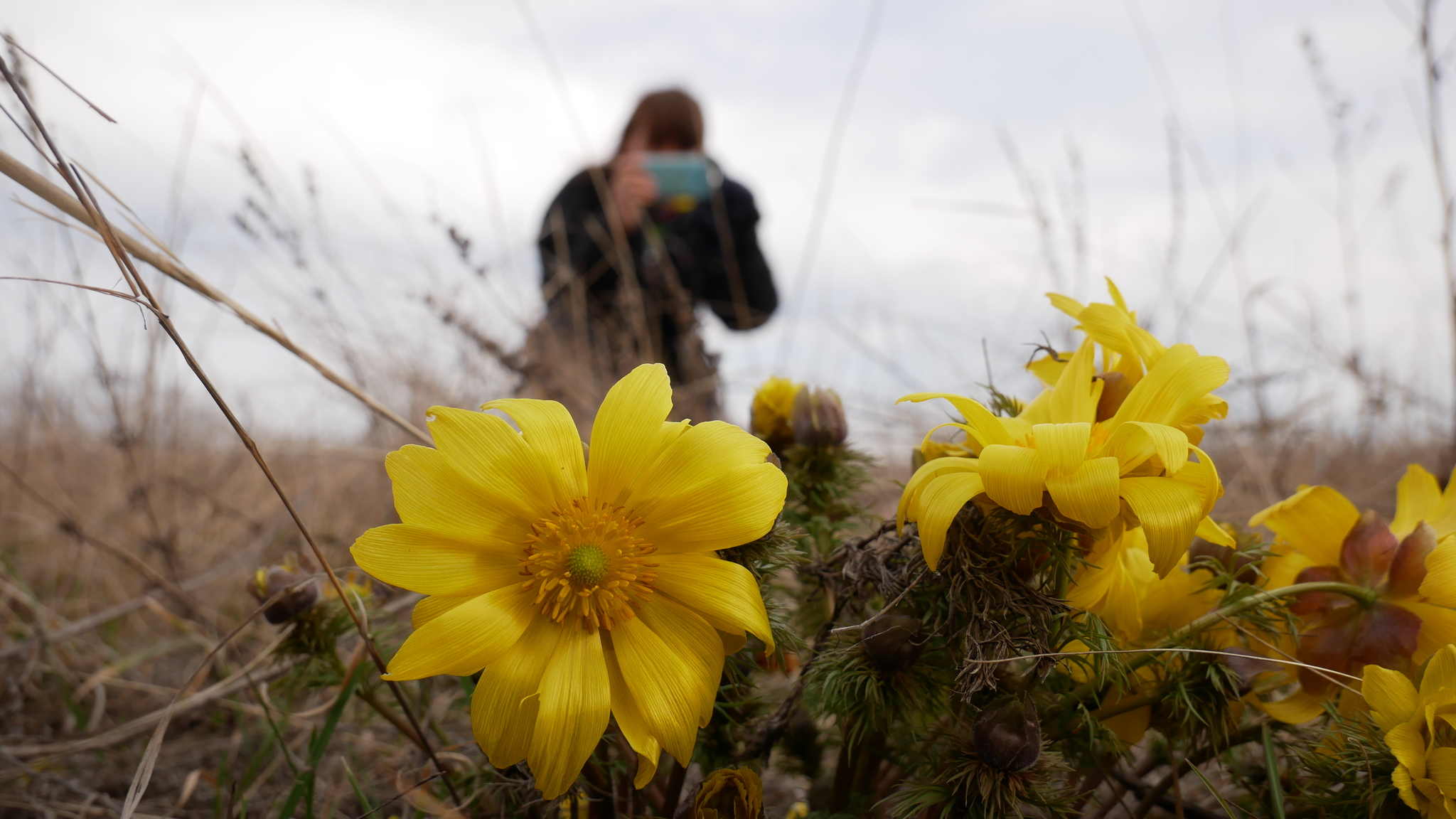 Looking for spring - My, Flowers, Pokatushki, Moto, Mood, Longpost