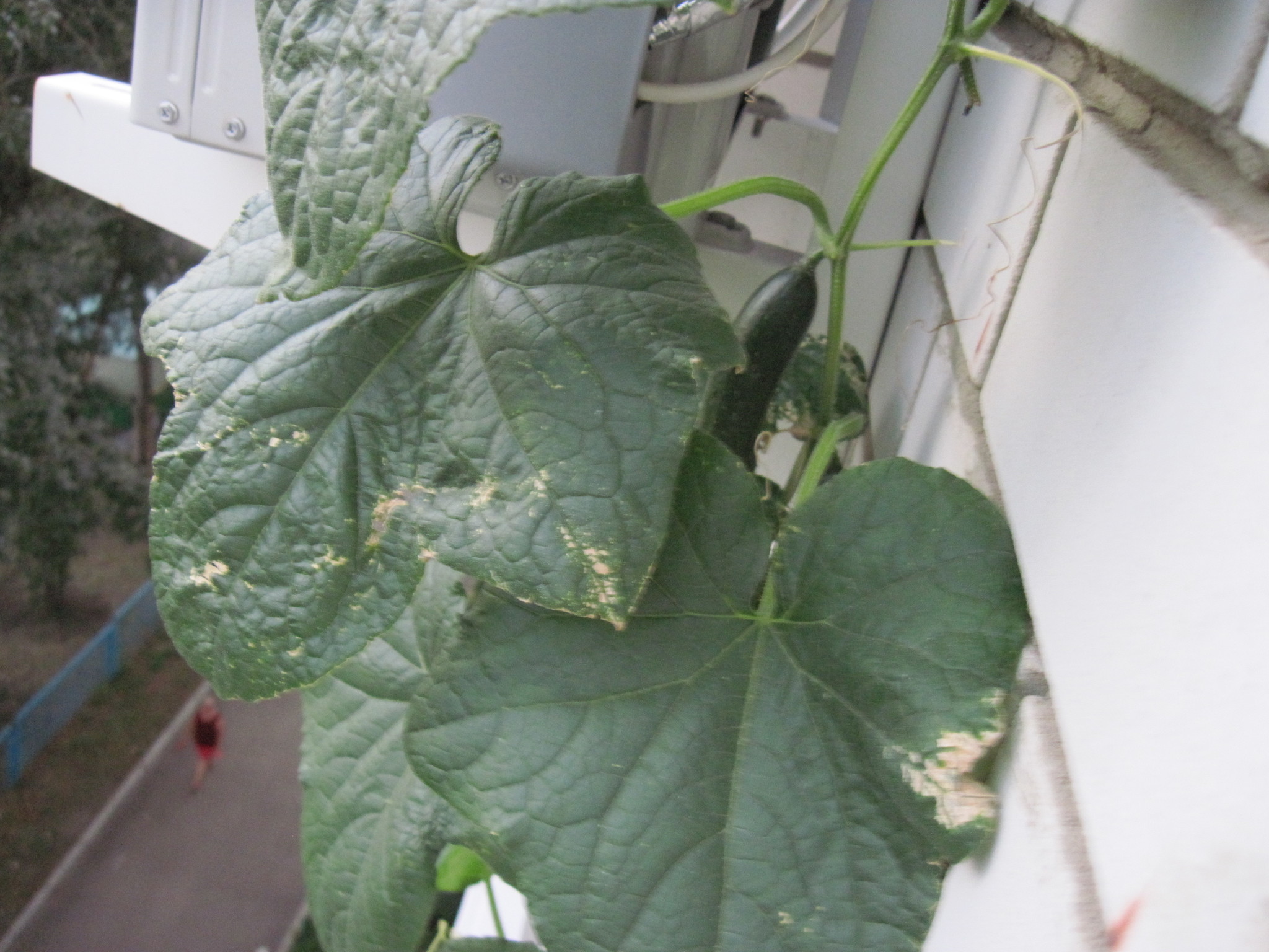 How I grew cucumbers on the balcony - My, Cucumbers, Balcony, Plants, Longpost