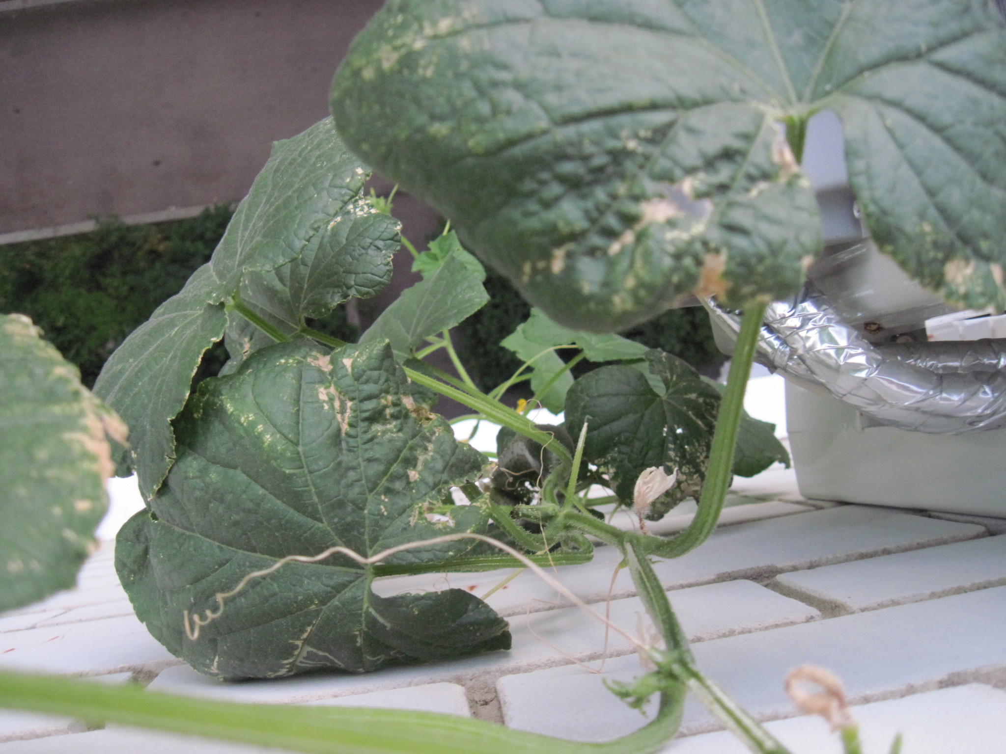 How I grew cucumbers on the balcony - My, Cucumbers, Balcony, Plants, Longpost