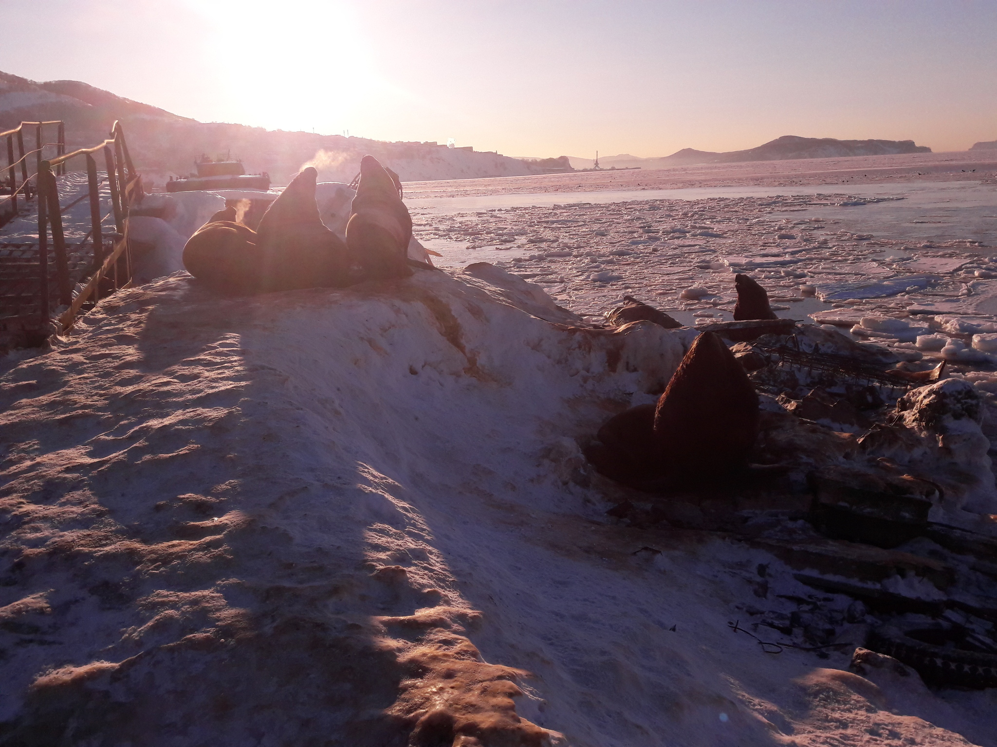 The incredible beauty of winter Kamchatka, and the Red Book Steller sea lions - My, Animals, Nature, Video