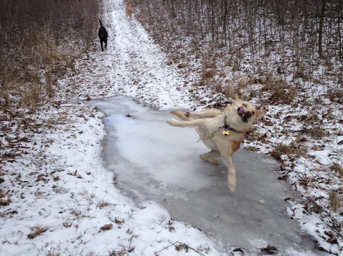 Dancer dog - Dog, Ice, Slippery, The fall