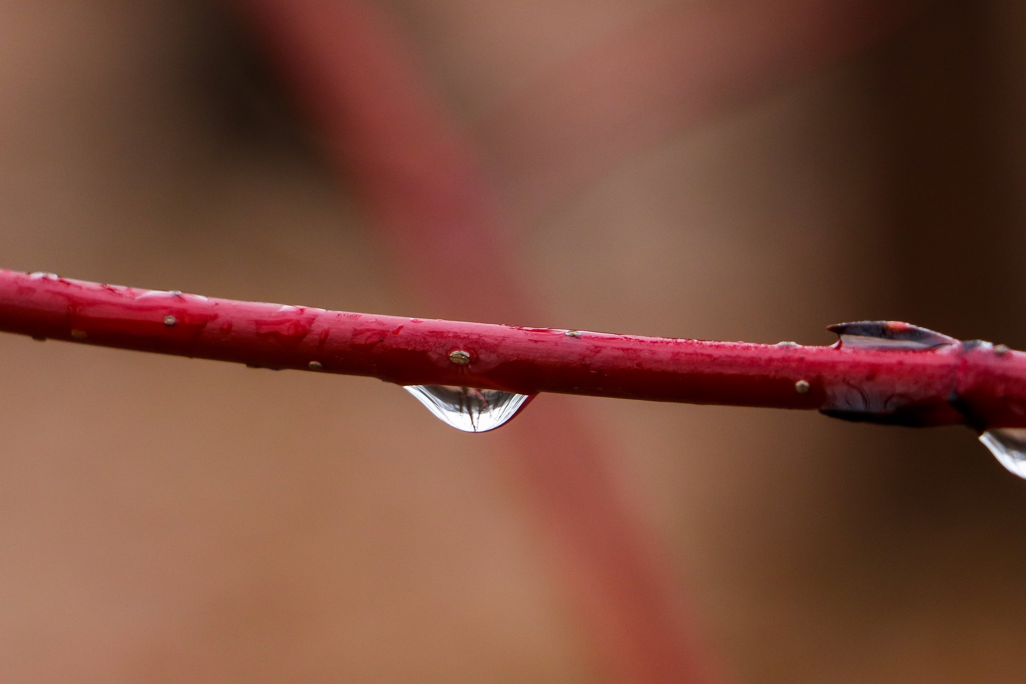 Весеннее-дождливое - Моё, Фотография, Весна, Дождь, Canon 800D, 18-135 stm, Длиннопост