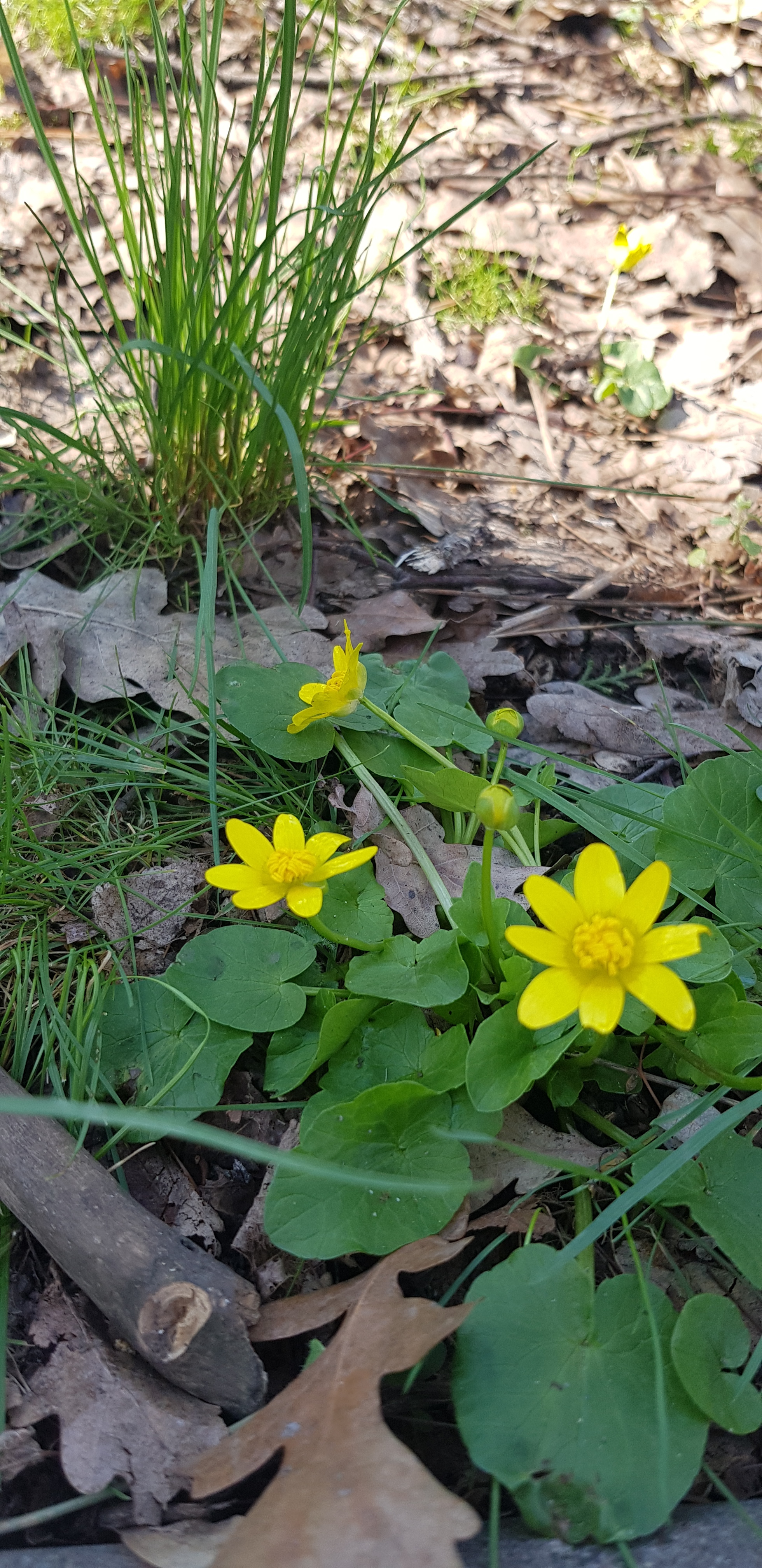 Spring in Krasnodar - My, The photo, Spring, Longpost