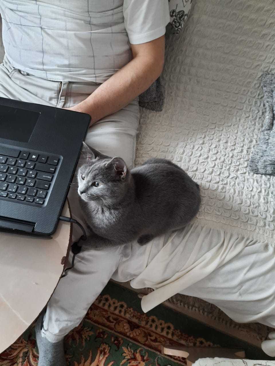 Continuation of the post “Looking for a home for a cat, Nizhny Novgorod region. Kulebaki - My, cat, Kulebaki, In good hands, Urgently, No rating, Nizhny Novgorod Region, Reply to post, Longpost