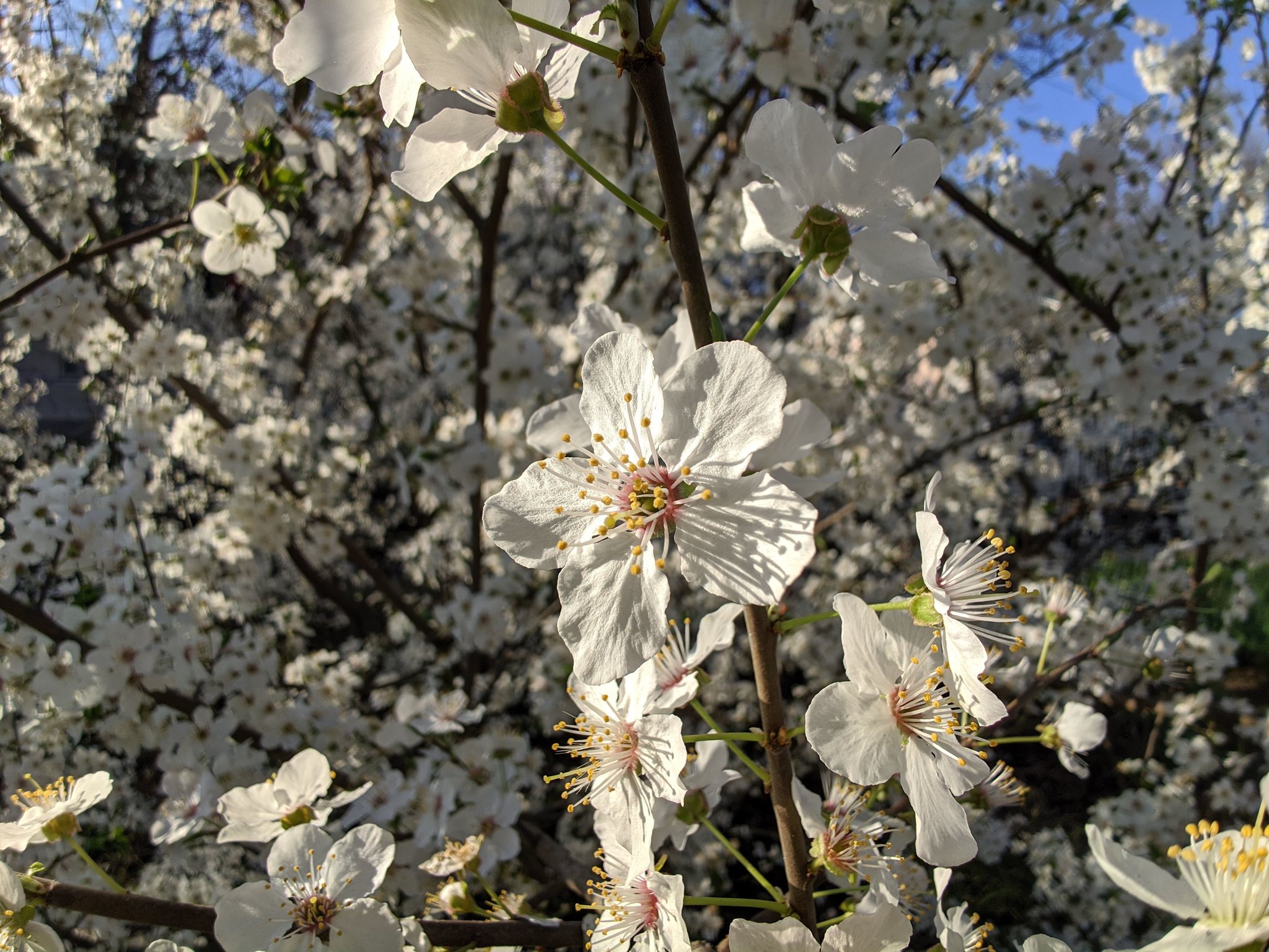 Spring, flowers, it’s good to live in a warm region - My, Spring, beauty, Flowers, Longpost